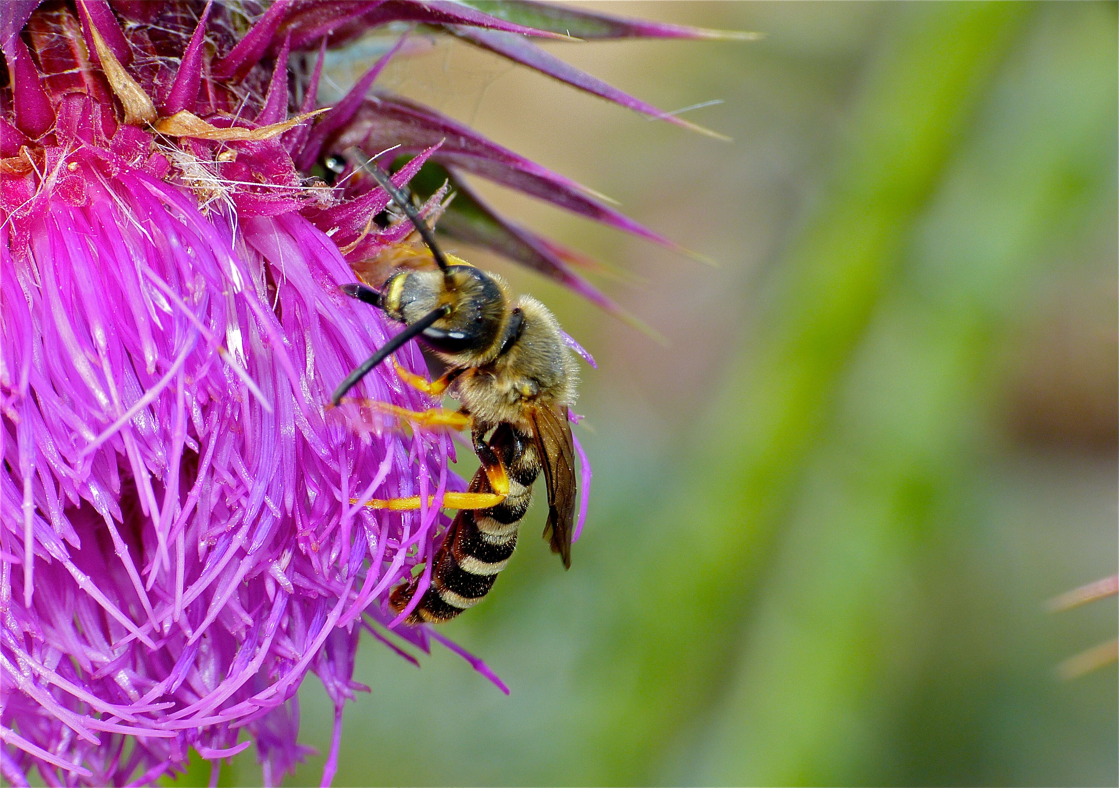 Image of Halictus scabiosae (Rossi 1790)