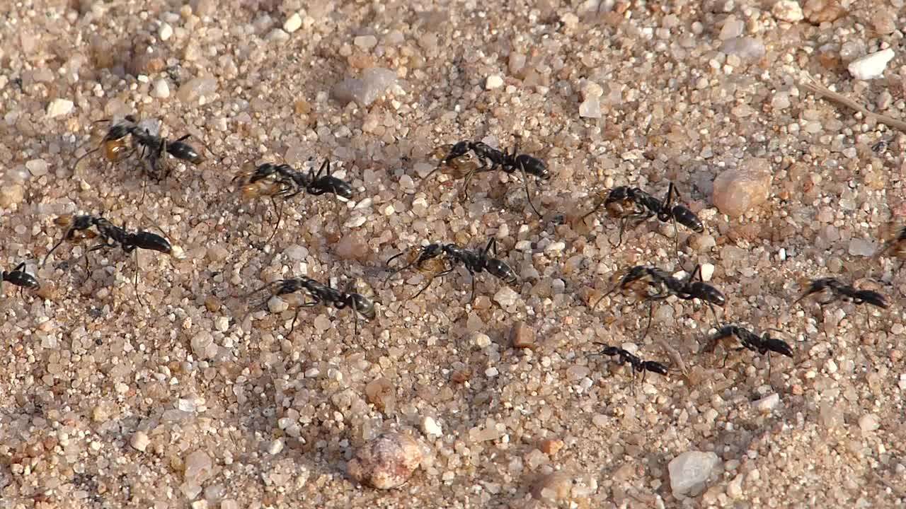 Image of Matabele ant