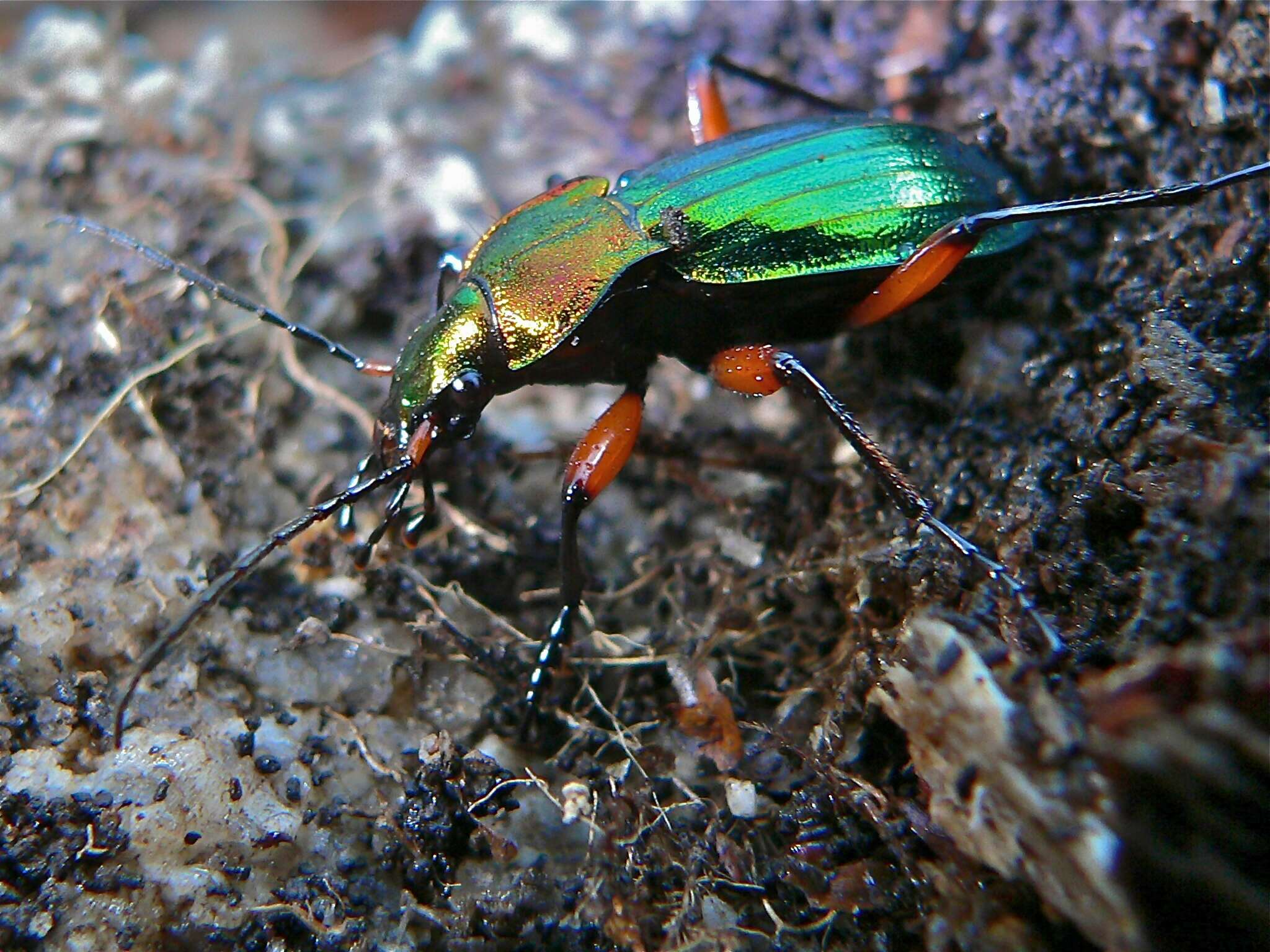 Carabus (Chrysocarabus) auronitens Fabricius 1792 resmi