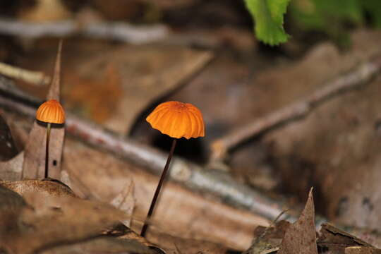 Image of Marasmius fulvoferrugineus Gilliam 1976