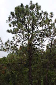 Image of Michoacán Pine