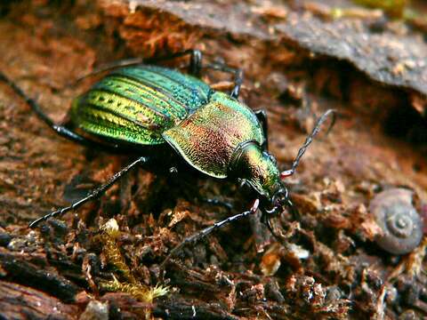 Image of immigrant sausage ground beetle