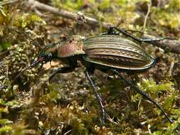 Image of immigrant sausage ground beetle