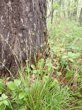 Image of Carex pediformis C. A. Mey.