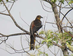 Image of Russet-backed Oropendola