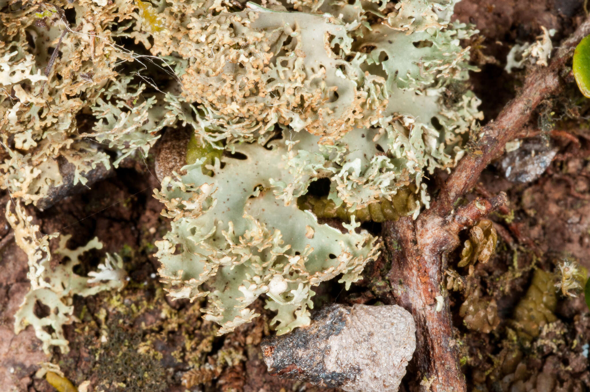 Image of Pseudocyphellaria multifida (Nyl.) D. J. Galloway & P. James