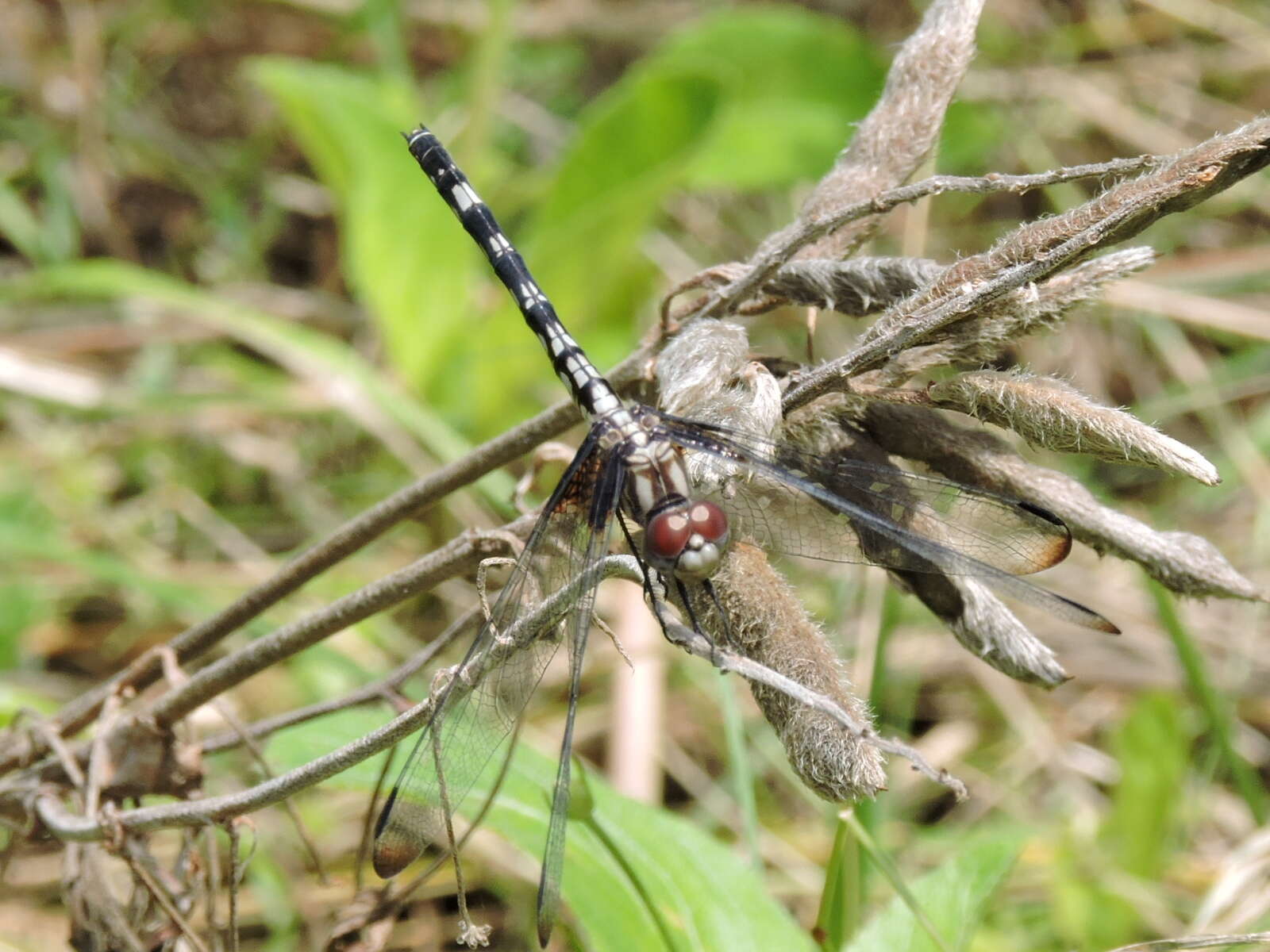 Image of Checkered Setwing