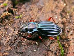 Carabus (Chrysocarabus) auronitens Fabricius 1792 resmi