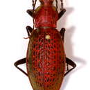 Image of Carabus smaragdinus