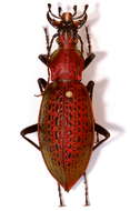 Image of Carabus smaragdinus