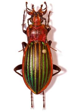 Image of true ground beetle genus