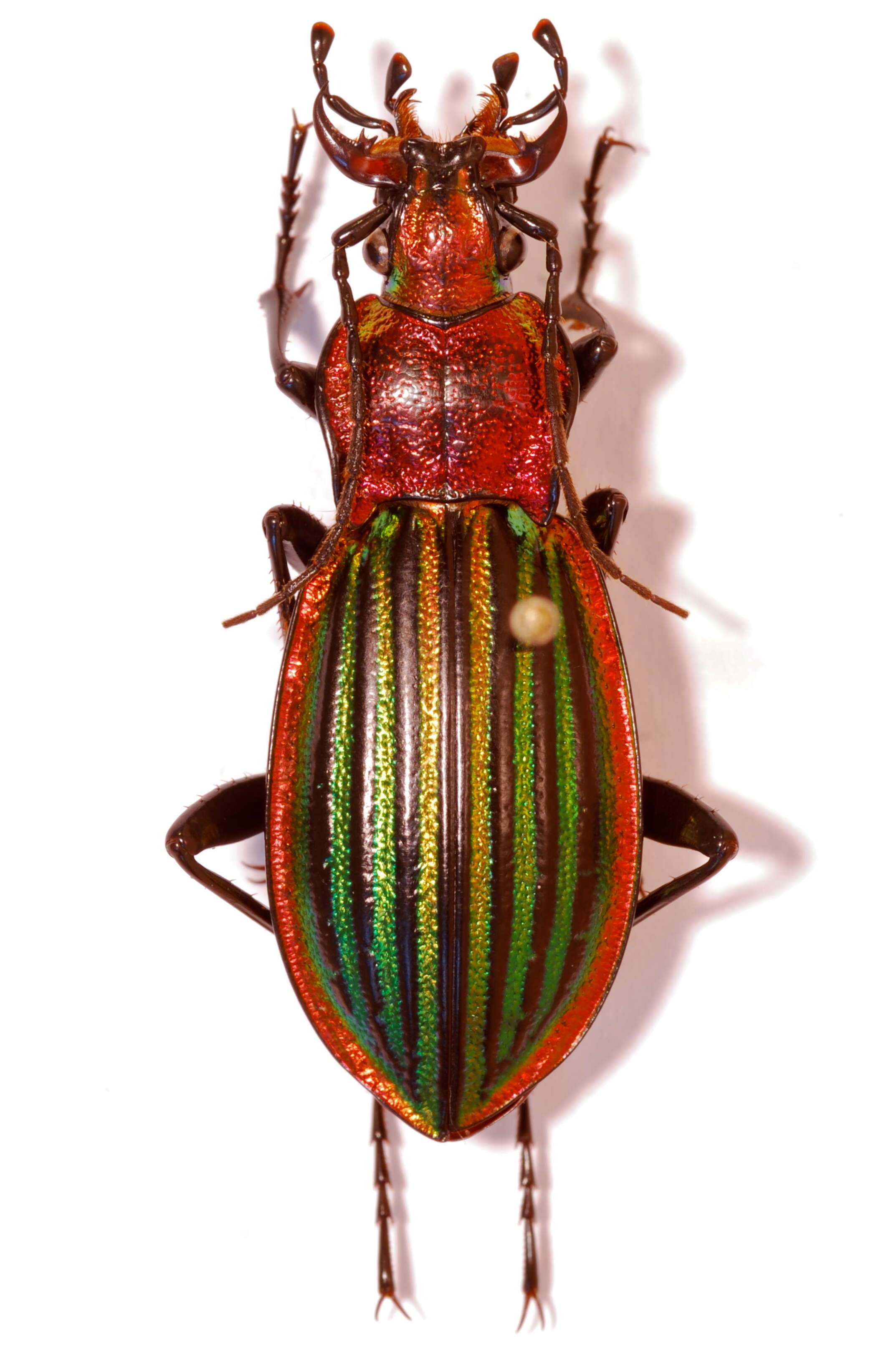 Image of true ground beetle genus