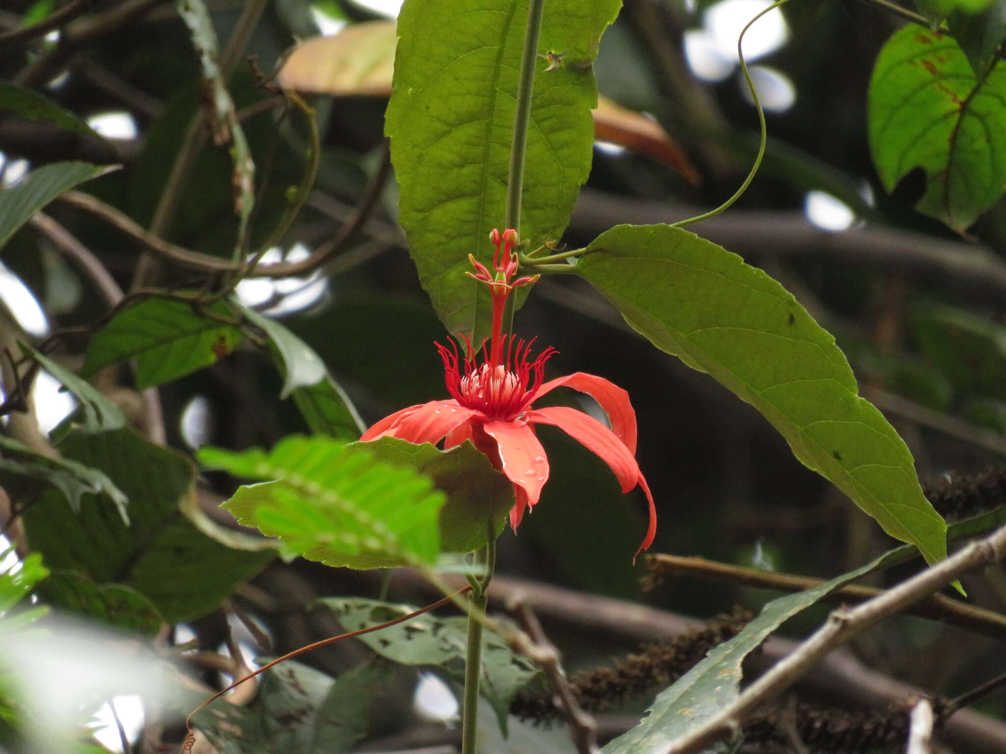 Image of Passiflora quadriglandulosa Rodschied