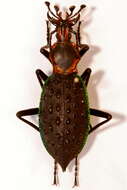 Image of true ground beetle genus