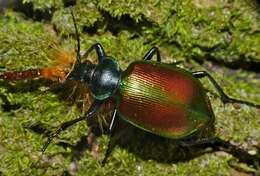 Image of forest caterpillar hunter