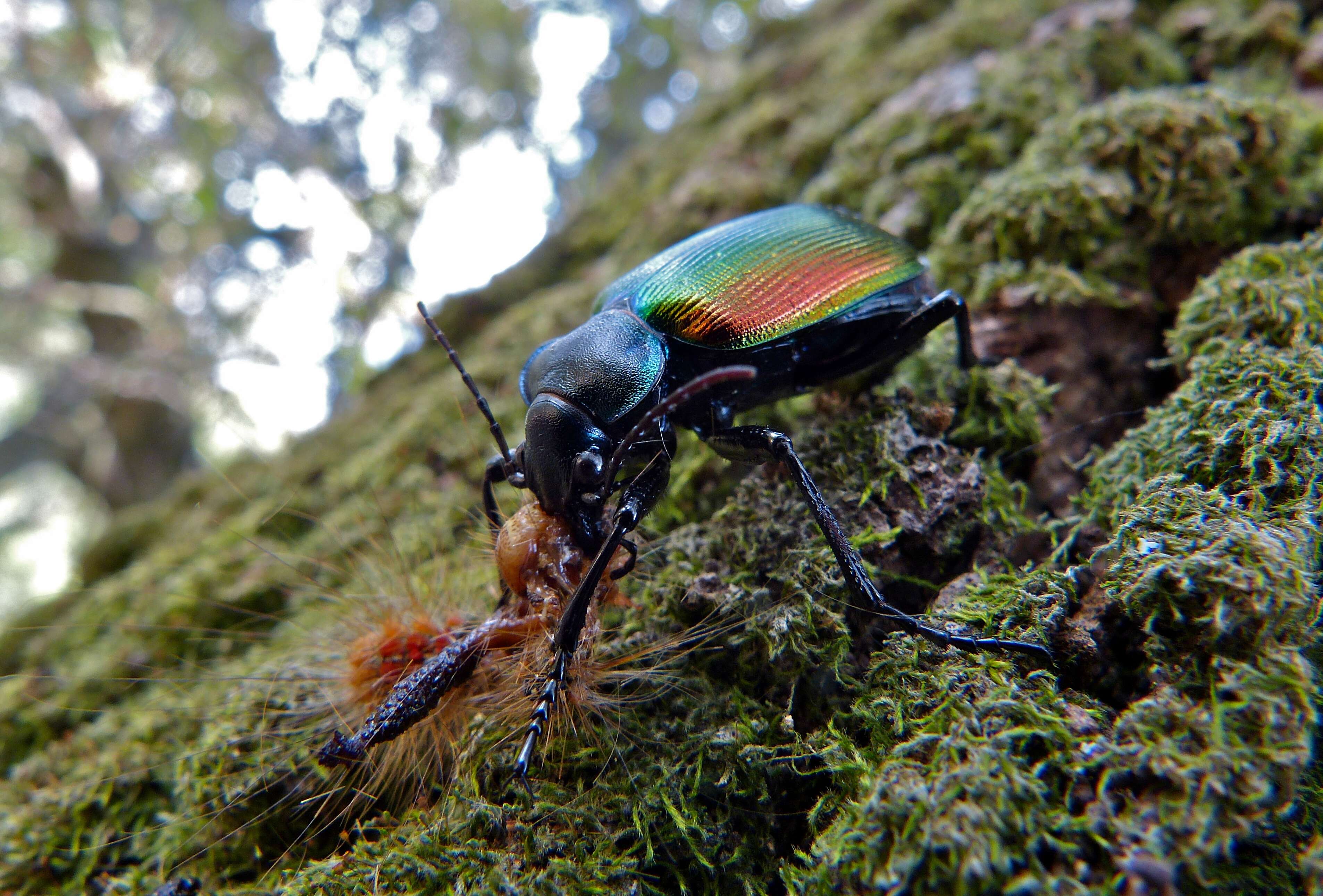 Image of forest caterpillar hunter