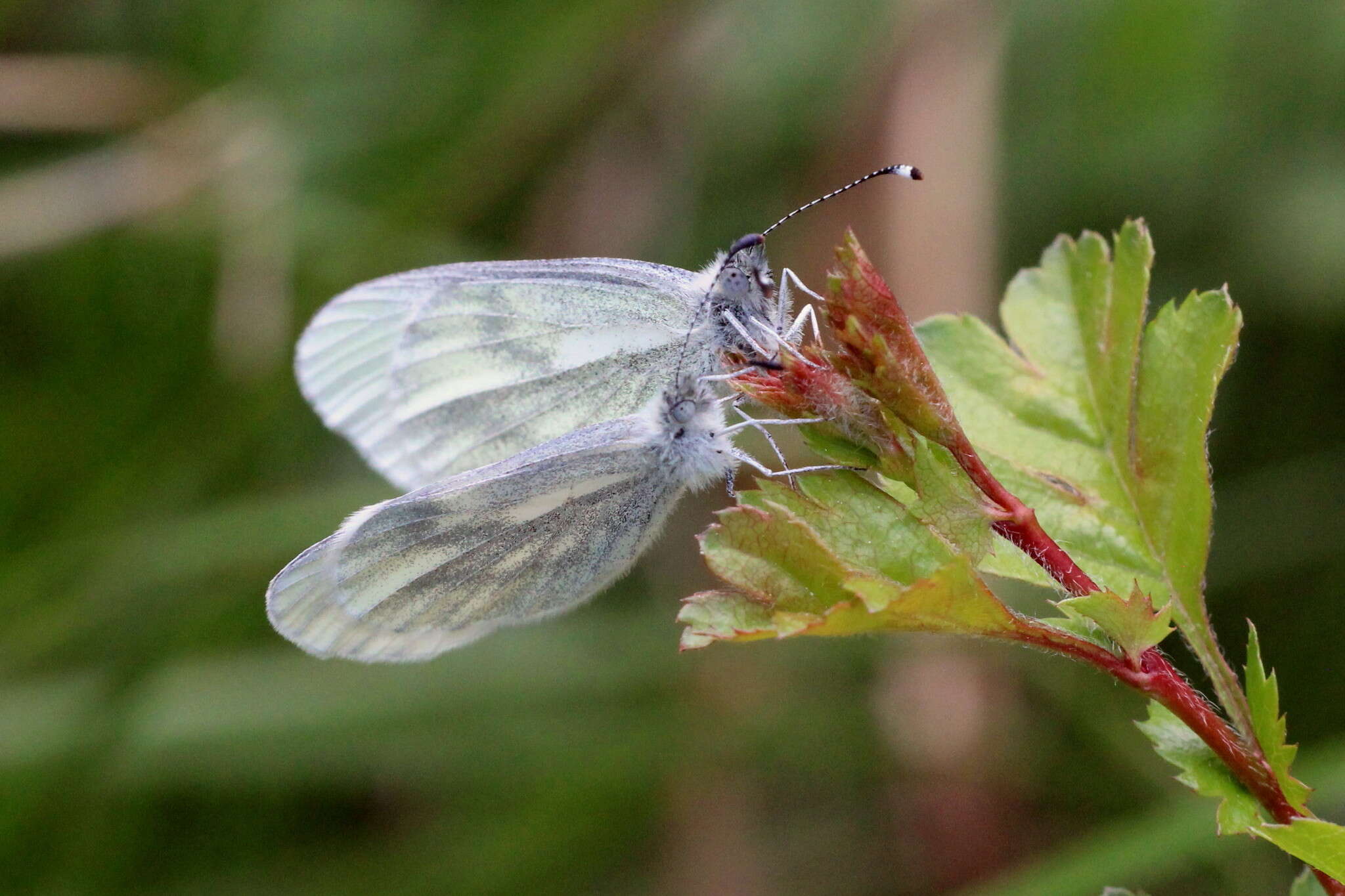 Leptidea sinapis (Linnaeus 1758)的圖片