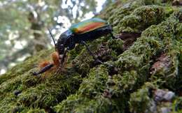 Image of forest caterpillar hunter