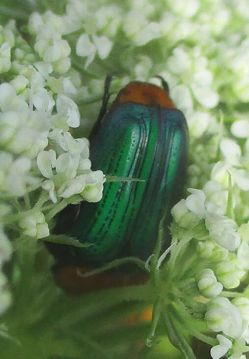 Image of Amethyst Fruit Chafer