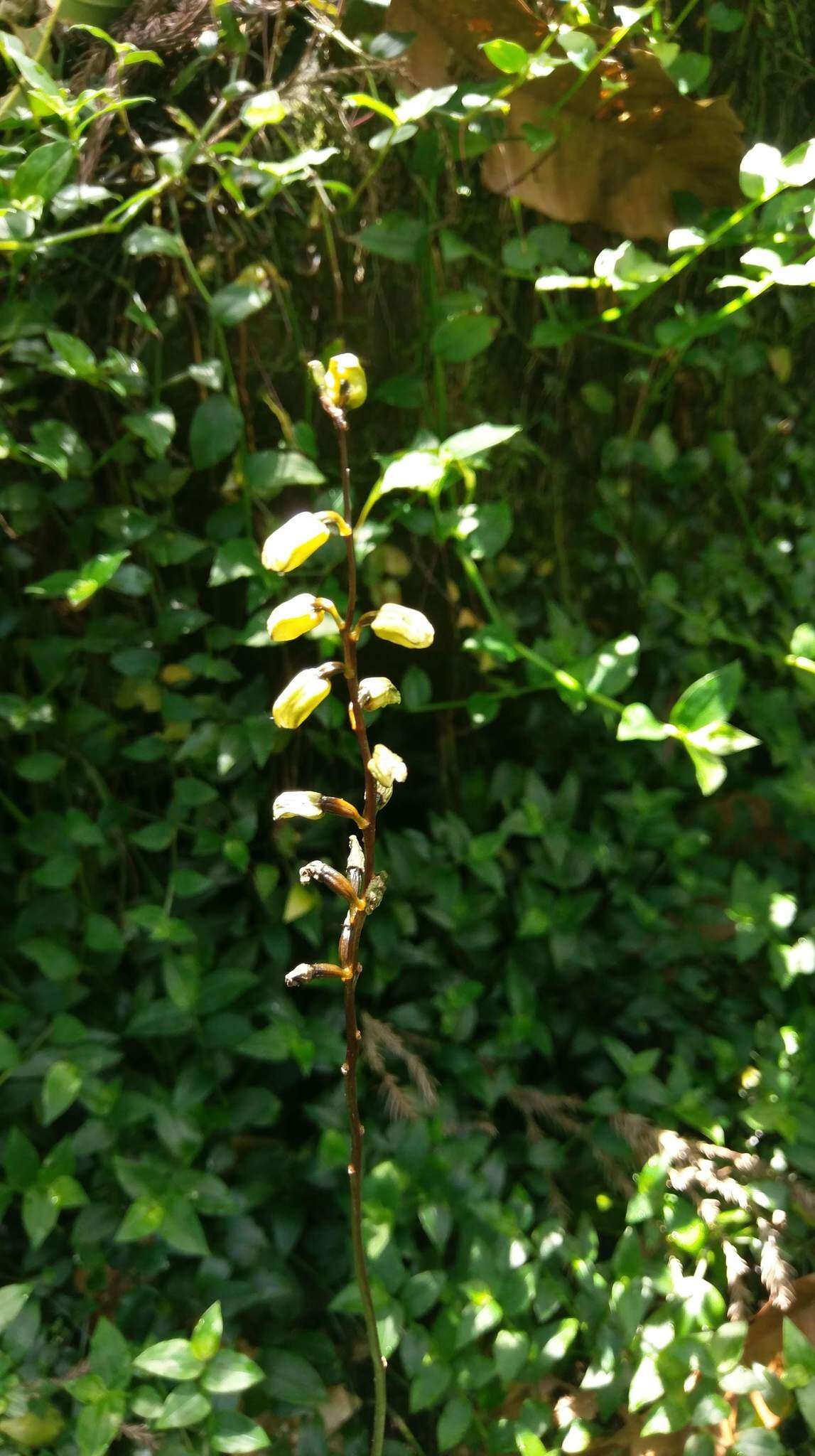 Image of Gastrodia flavilabella S. S. Ying