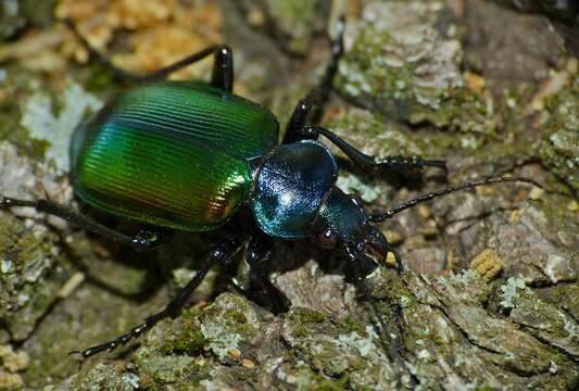 Imagem de Calosoma (Calosoma) sycophanta (Linnaeus 1758)