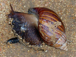 Image of Achatina immaculata