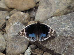 Image of Junonia orithya here Lang 1884