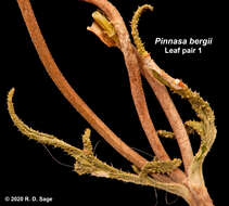 Image of Pinnasa bergii (Hieron.) Weigend & R. H. Acuña