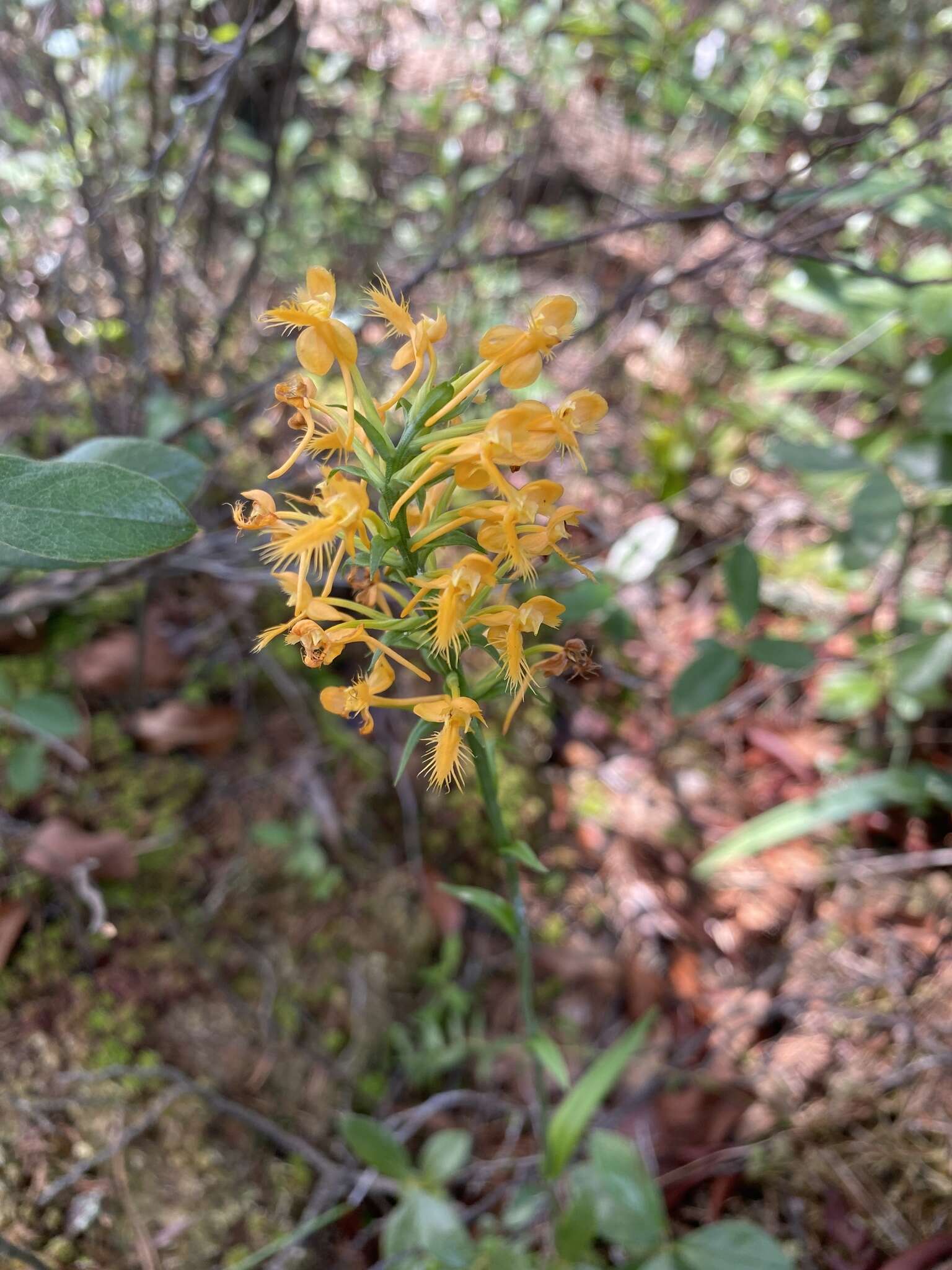 Imagem de Platanthera canbyi (Ames) Luer