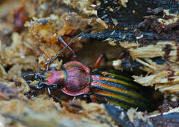 Carabus (Chrysocarabus) auronitens Fabricius 1792 resmi