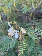 Image of white hoarypea