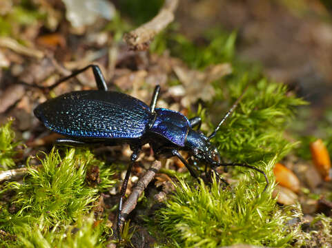 Image of Blue Ground Beetle