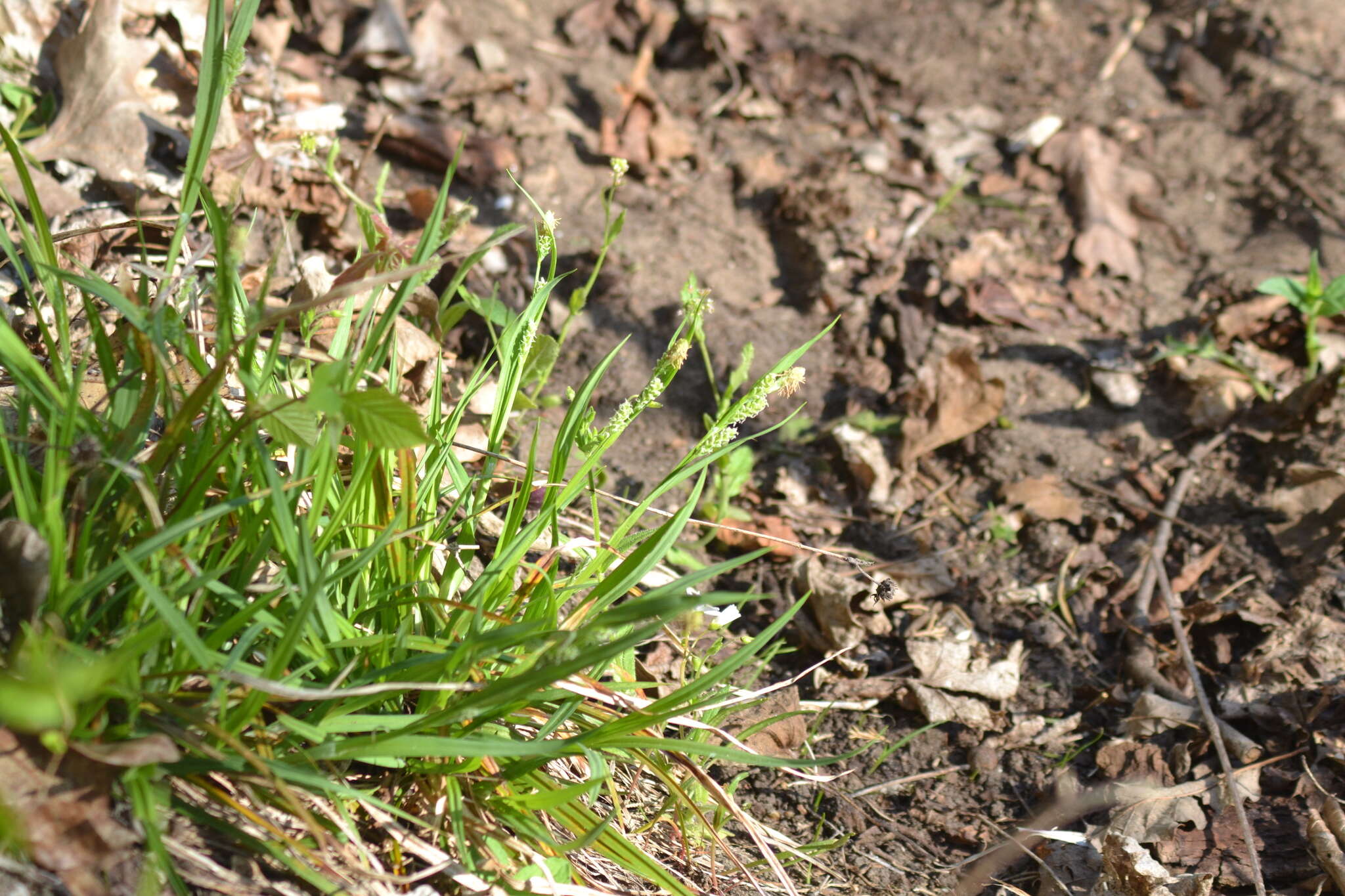 Image of eastern woodland sedge