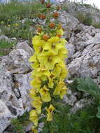 Image of Verbascum spectabile Bieb.