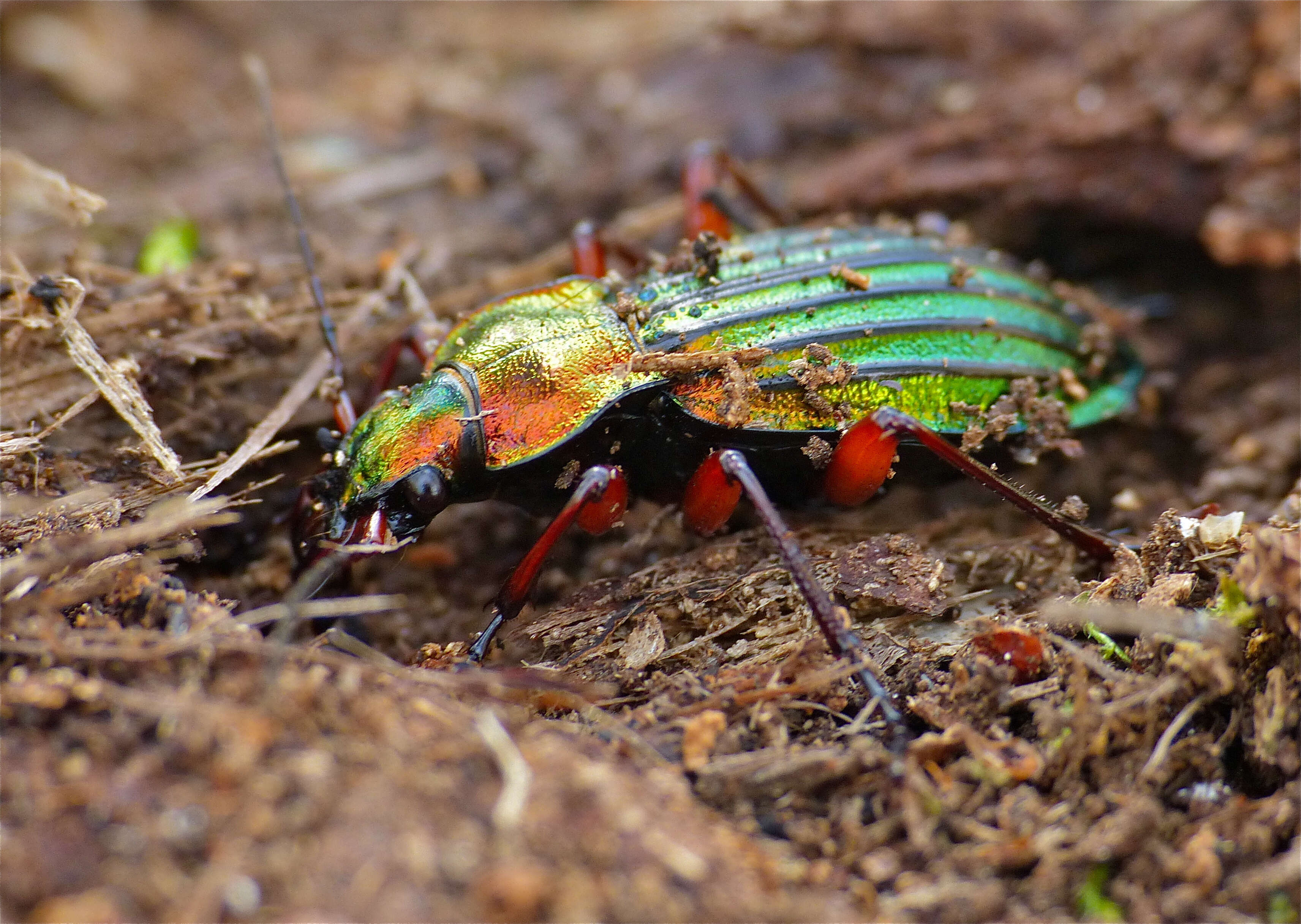 Carabus (Chrysocarabus) auronitens Fabricius 1792 resmi