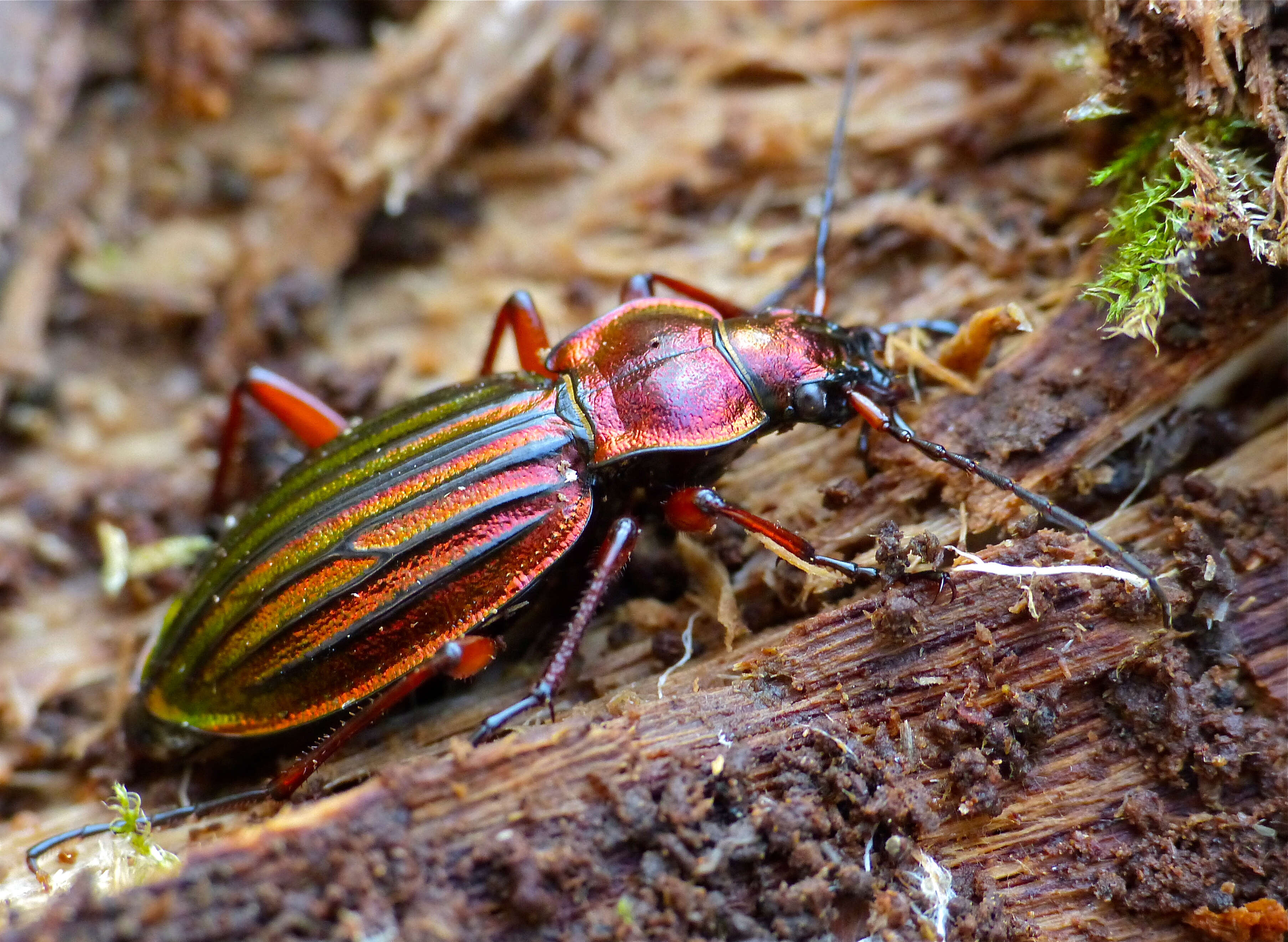 Carabus (Chrysocarabus) auronitens Fabricius 1792 resmi