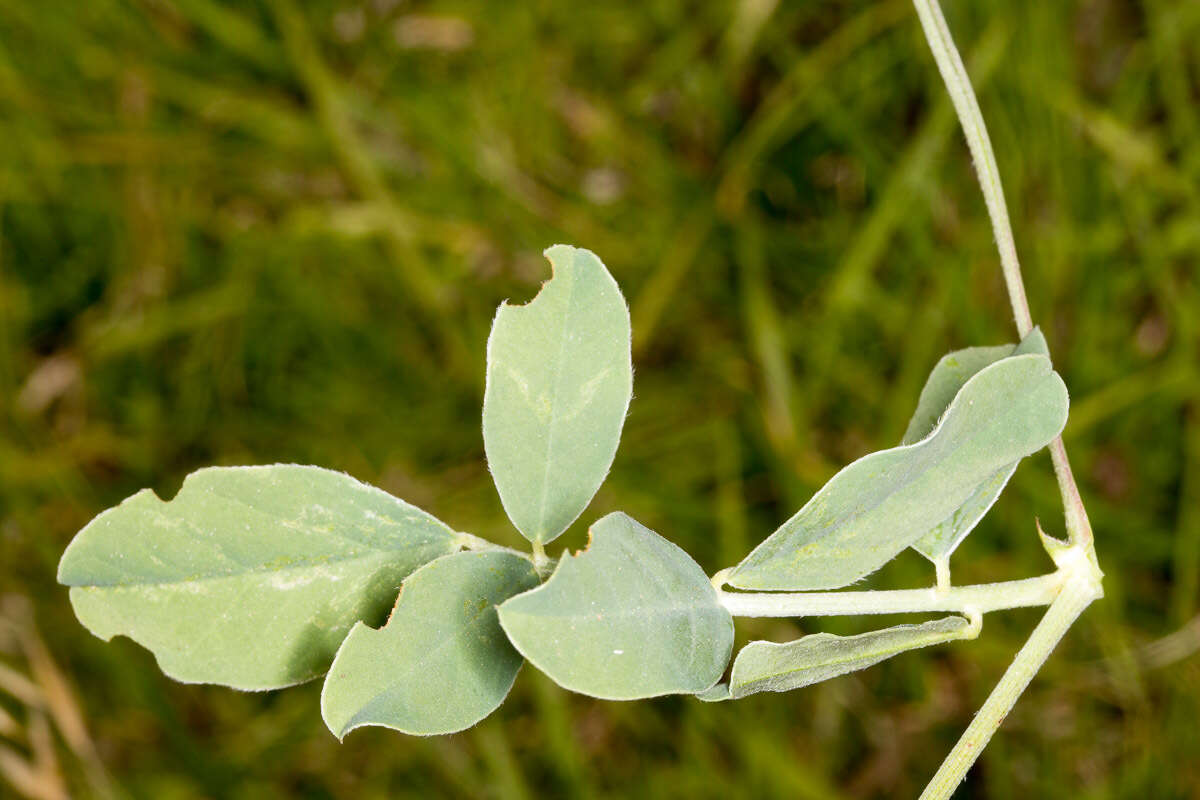 Image of <i>Sulla coronaria</i>