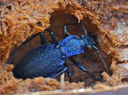 Image of Blue Ground Beetle