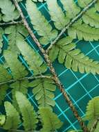 Image of Dryopteris pacifica (Nakai) Tag.