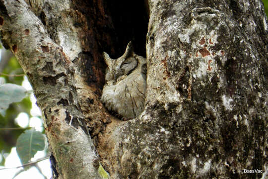 Image of Indian Scops Owl