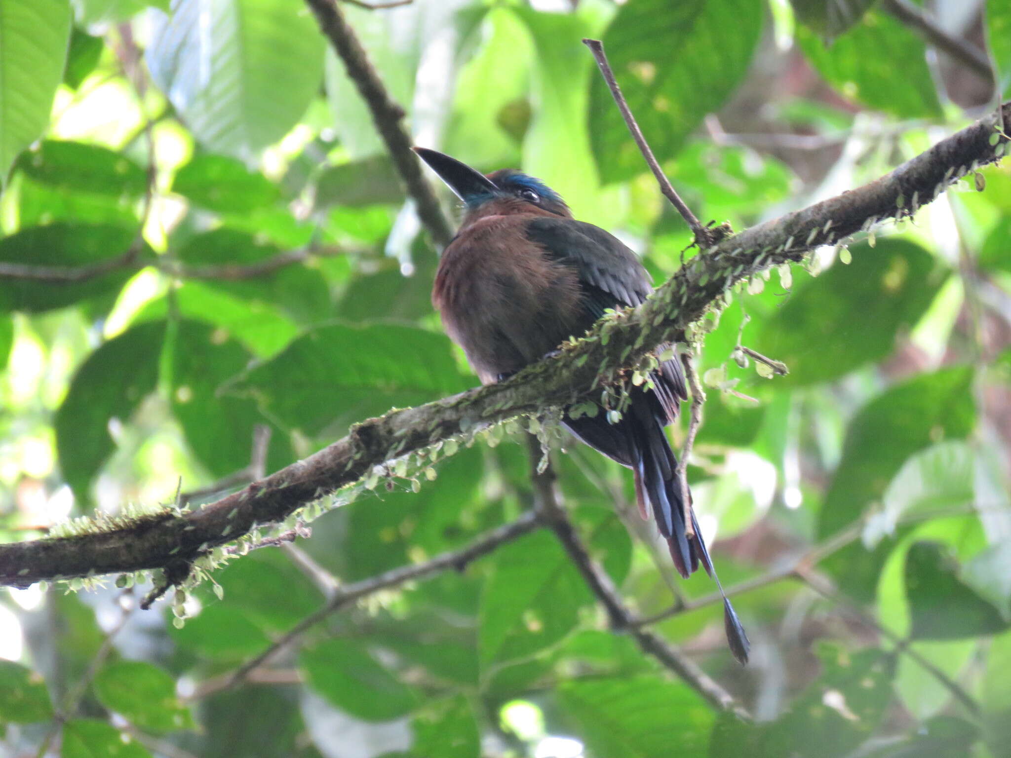 Image of Keel-billed Motmot