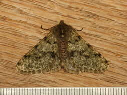 Image of pale brindled beauty