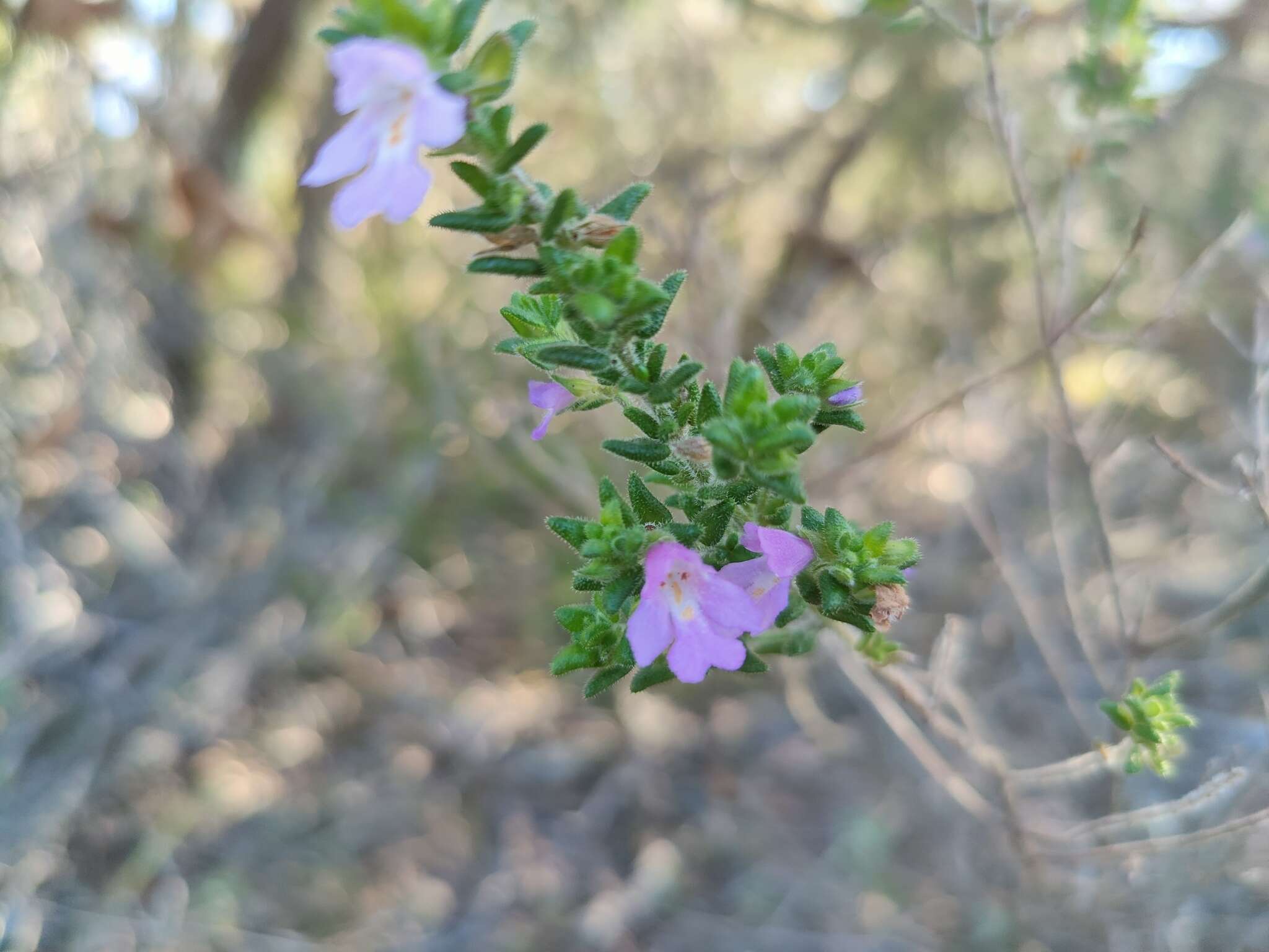 Imagem de Prostanthera densa A. A. Ham.