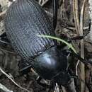 Image of Eleodes (Melaneleodes) neomexicana Blaisdell 1909