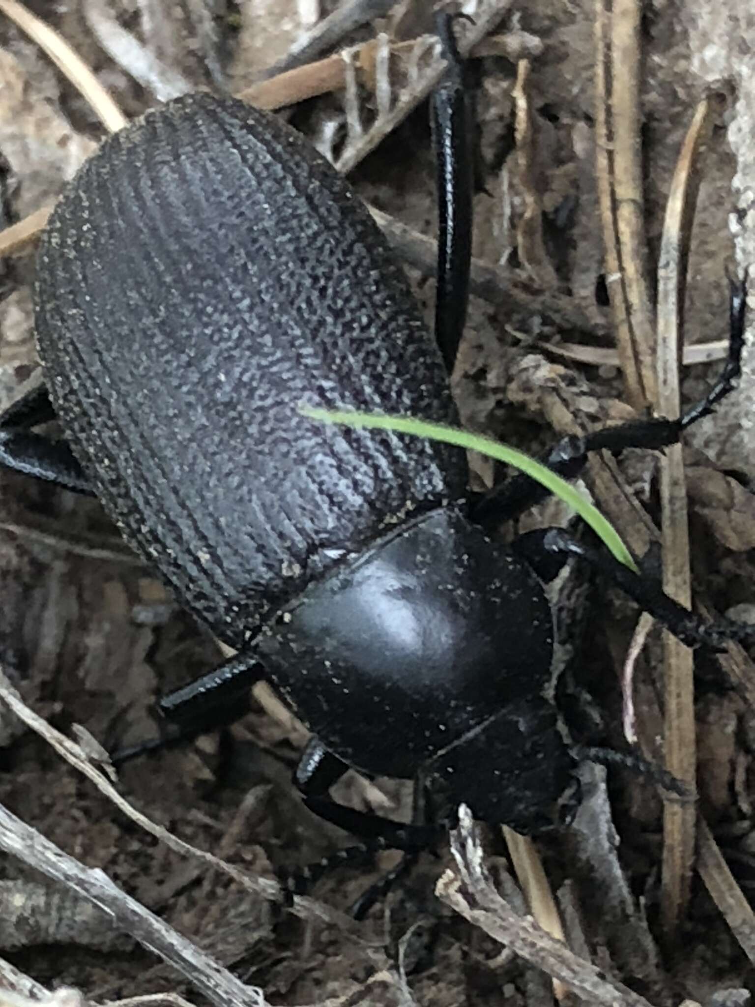 Imagem de Eleodes (Melaneleodes) neomexicana Blaisdell 1909