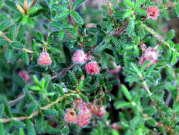 Image of bloodbell heath