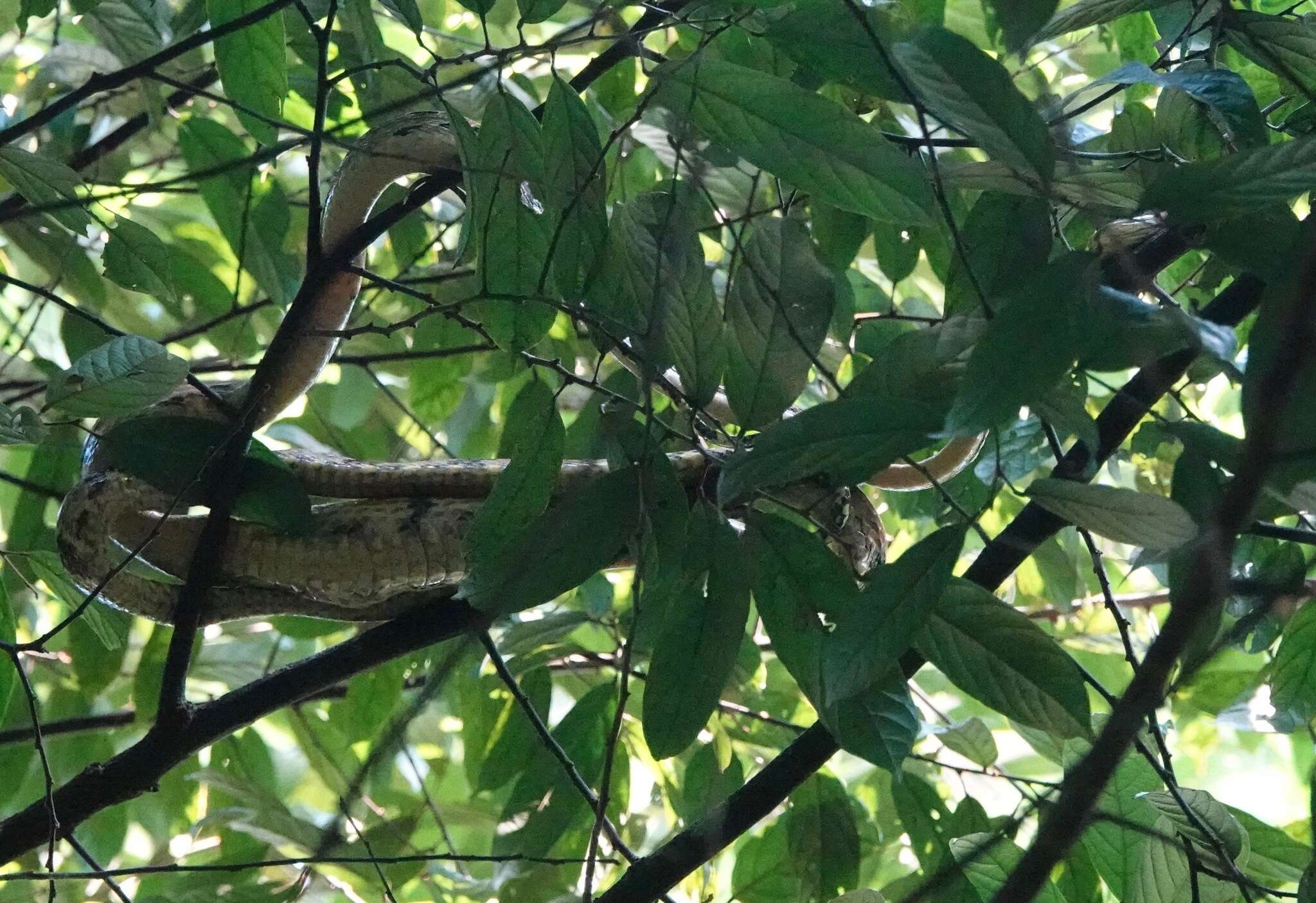 Image of Dog-toothed Cat Snake