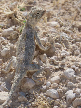 Image of Etosha Agama