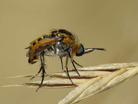 Image of Toxophora fasciculata (Villers 1789)