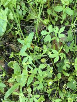 Image of delicate buttercup